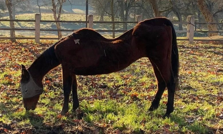 California horse discovery