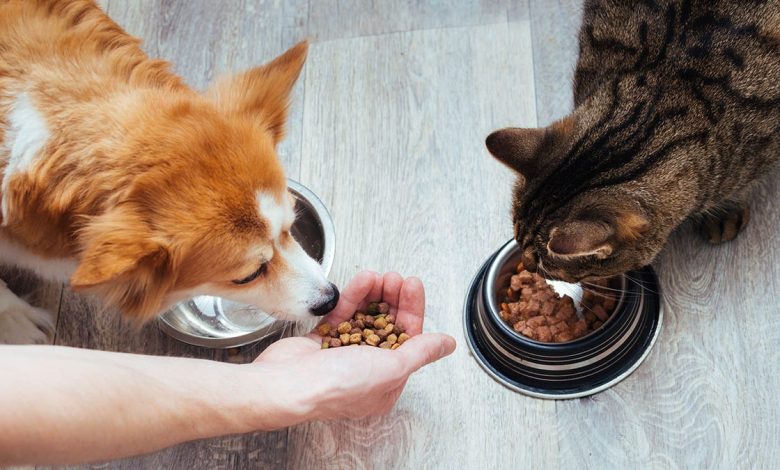 owner pours dry food for a cat and dog