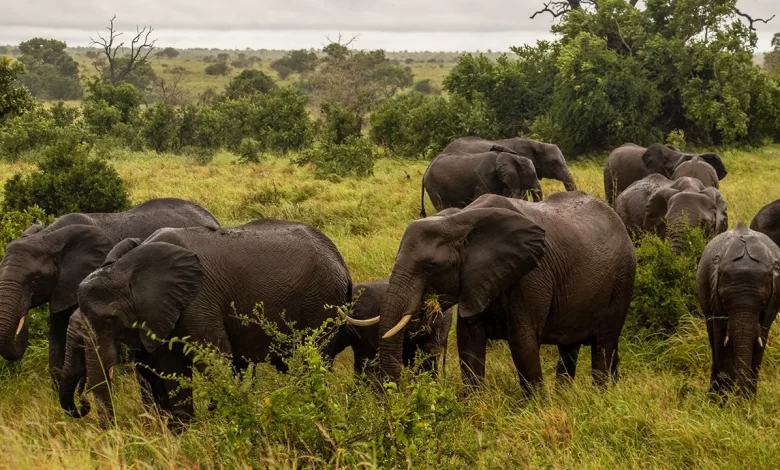 South African elephant kills tourist who was trying to save children at Kruger National Park