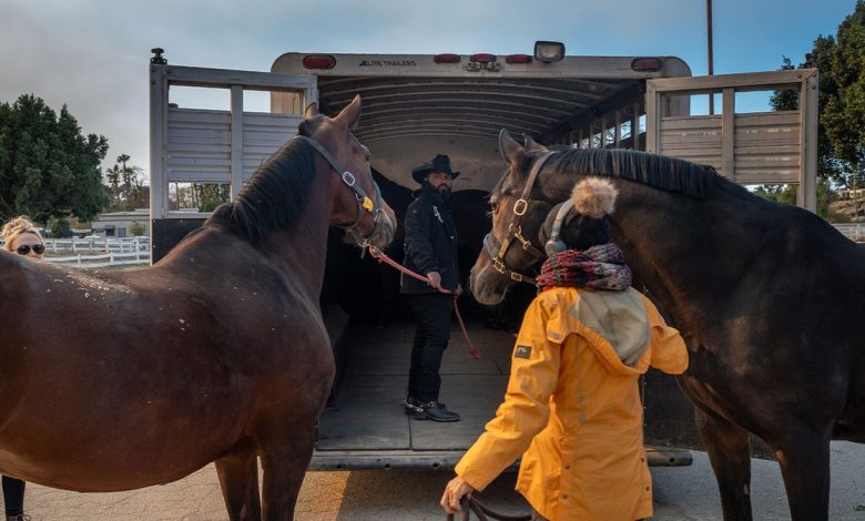 Randy Savvy with horses