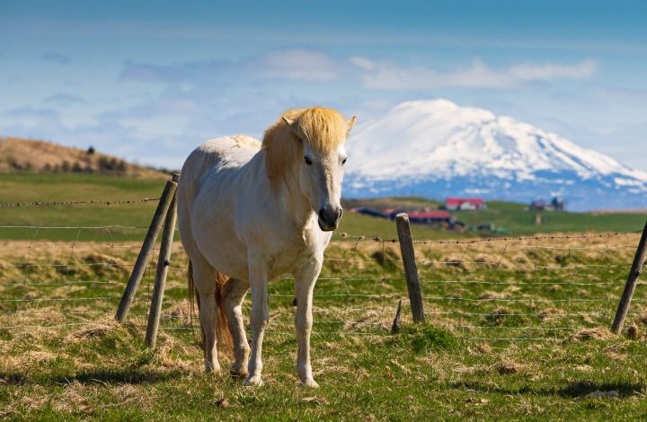 Firefly video still shot of an Icelandic horse