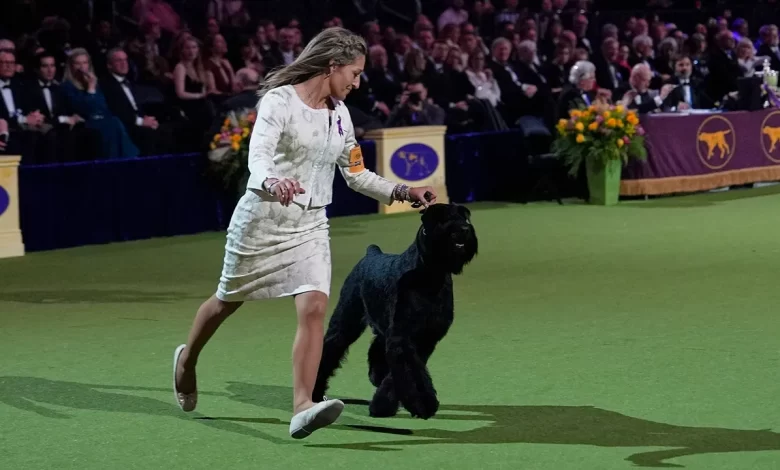 Monty the Giant Schnauzer named Best in Show at the 149th Westminster Dog Show