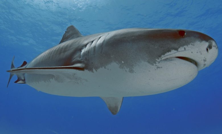 A Tiger shark