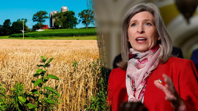 Sen. Joni Ernst_corn split