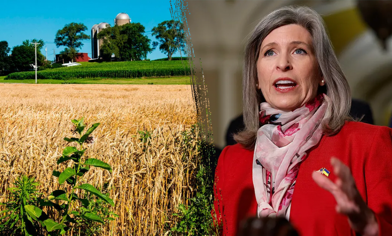 Sen. Joni Ernst_corn split