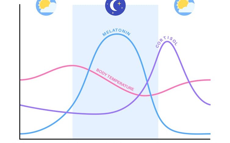 Line graph of body temperature, melatonin and cortisol levels, with peaks at early evening and early morning, midnight, and morning, respectively