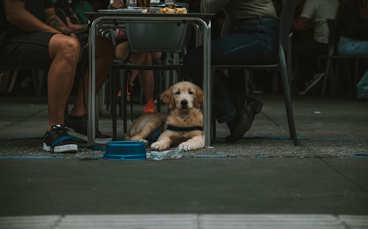 Dog sitting under table between the legs of two people, a dog bowl to the side