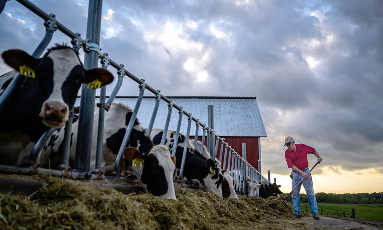 Minnesota farmer tending to cows