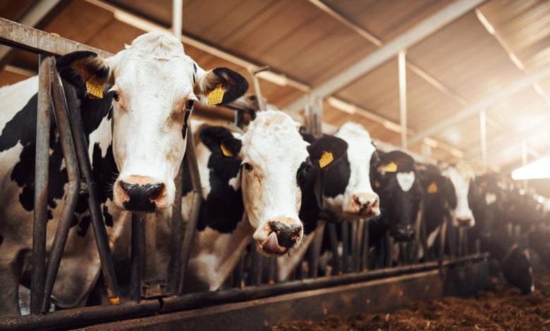 Shot of a herd of cows in an enclosure at a dairy farm