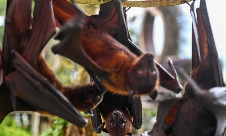 Hanging bats