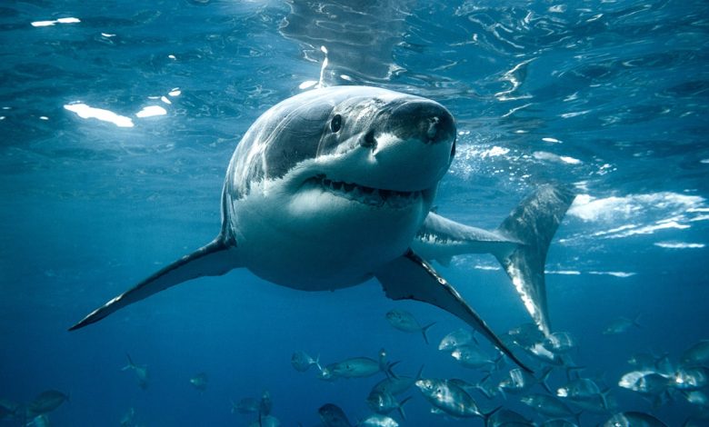 Australian teenager dies in devastating shark attack