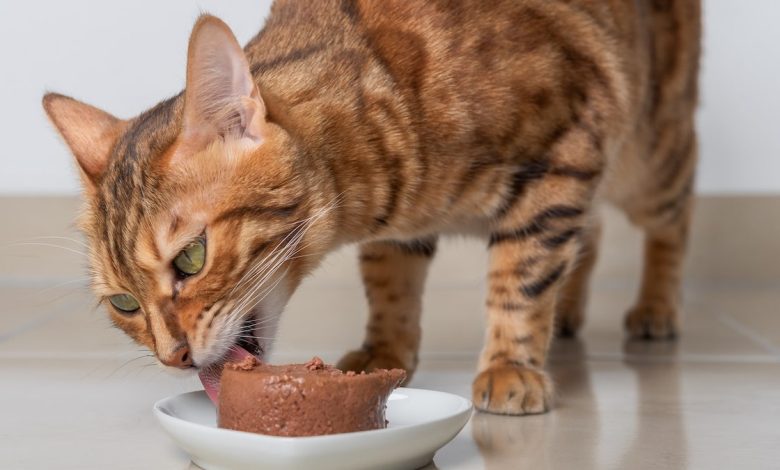 Cat eating wet food