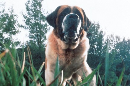 Cujo: Stephen King thriller to getting remade as Netflix movie