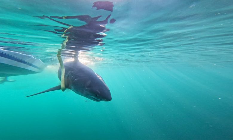 A massive great white shark is being tracked off the coast of Florida