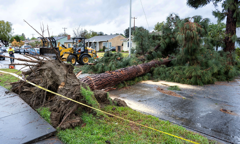 Crews work to remove a large pine tree