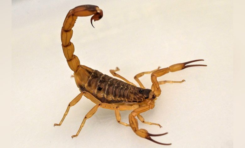 A Scorpion