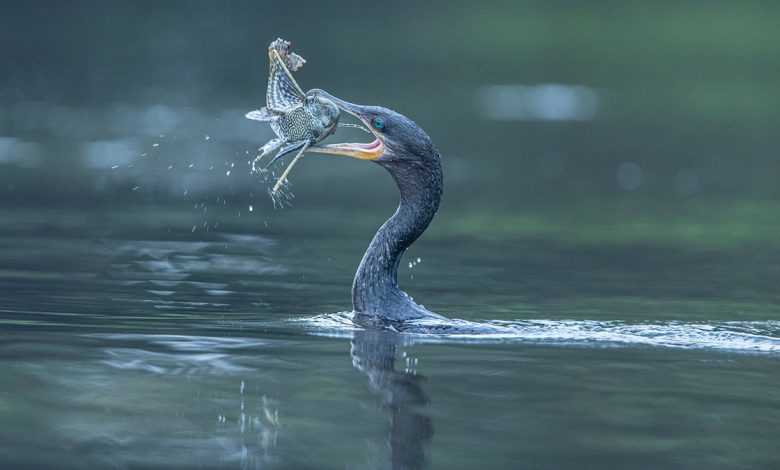 A bird catches a fish in its mouth in a body of water.