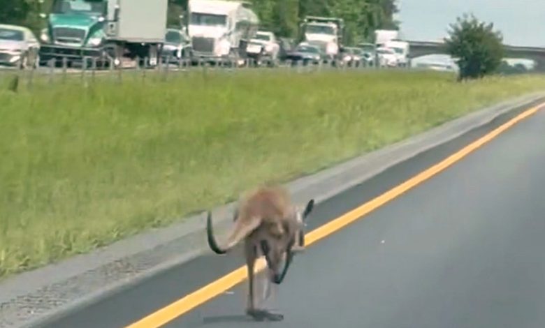 Kangaroo runs along Alabama highway