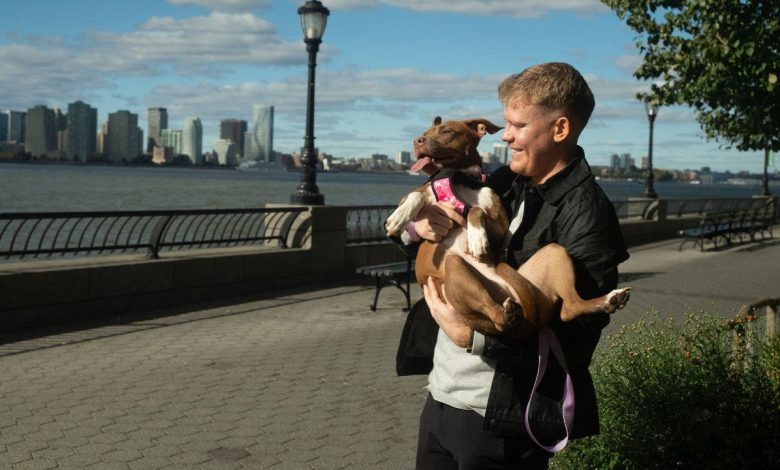 Artificial intelligence helps reunite lost dogs with their owners