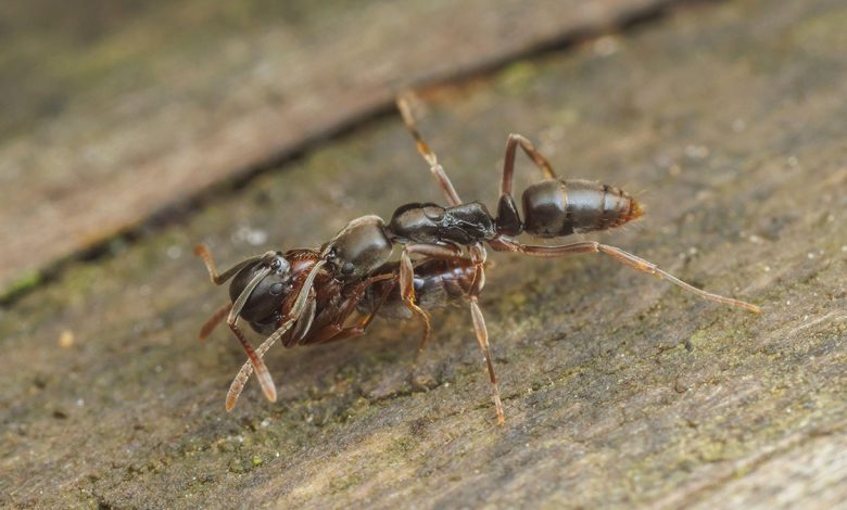 Asian needle ant up-close on some wood.