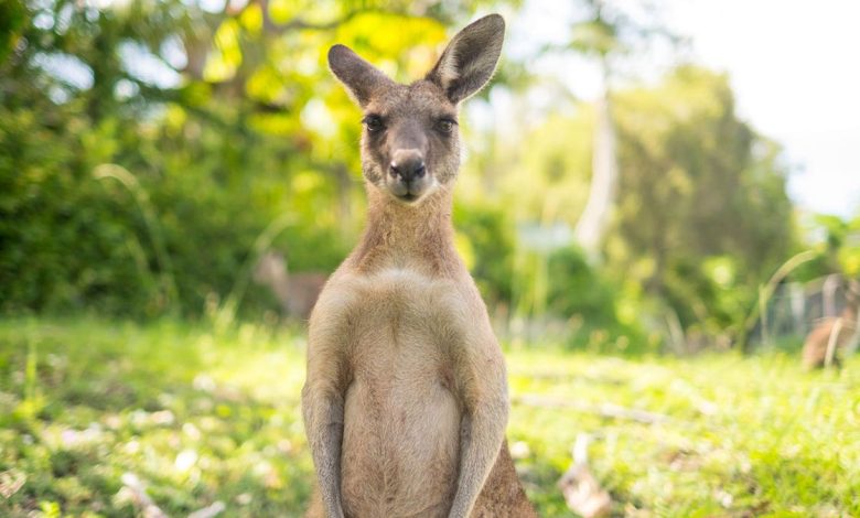 kangaroo facing forward