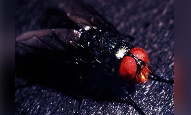 The screwworm fly, Cochliomyia hominivorax.