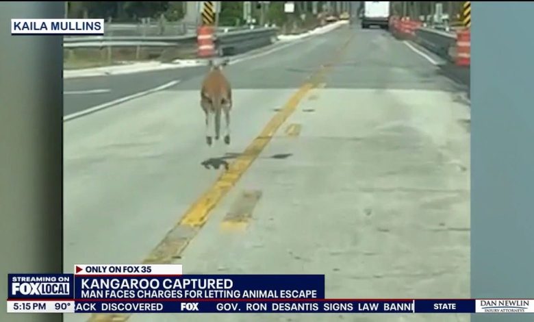 kangaroo hops in middle of road