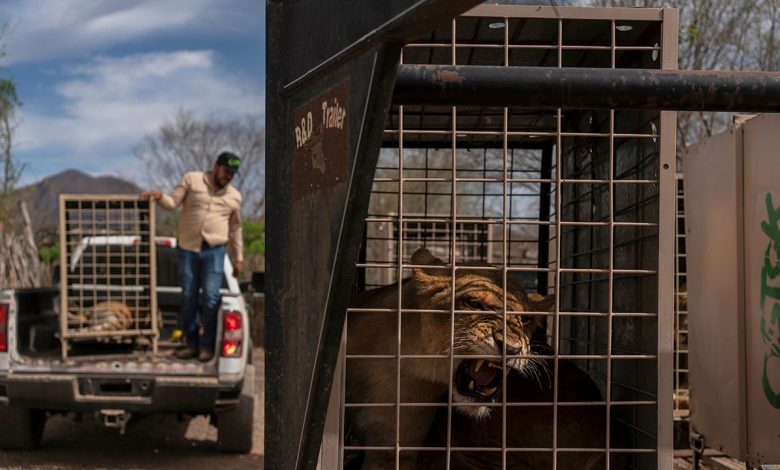 Tigers, elephants among hundreds of animals escaping cartel violence in Mexico
