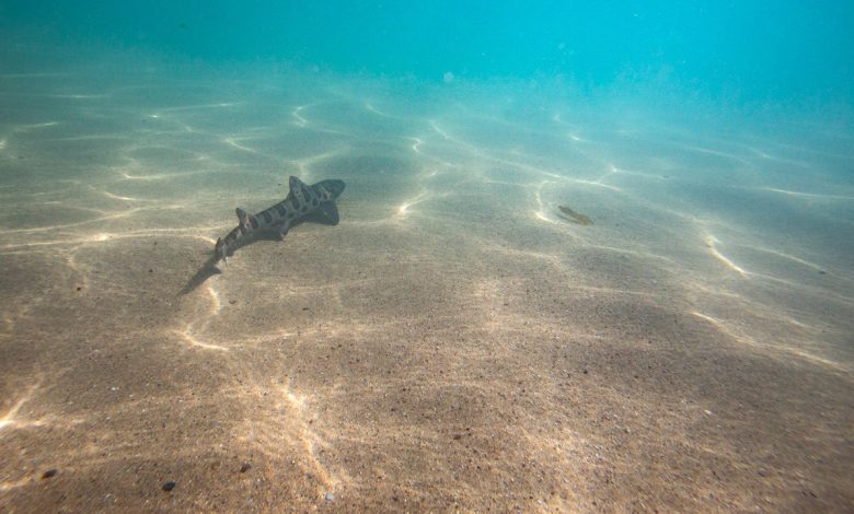 Study reveals potential effect of ocean darkening on marine ecosystem
