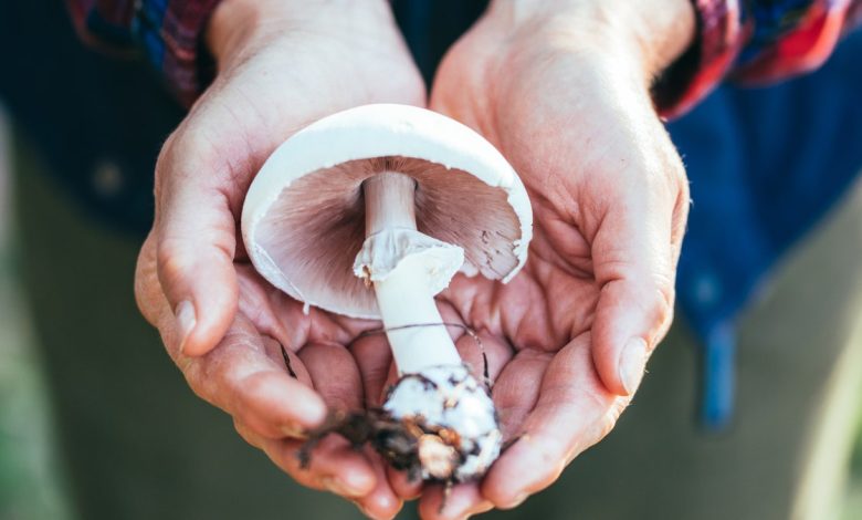 Person holding mushroom