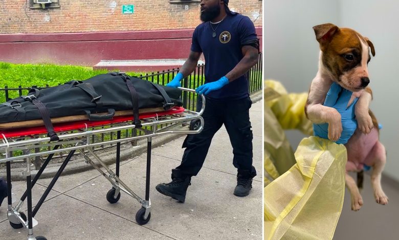 A child in a body bag and a puppy.