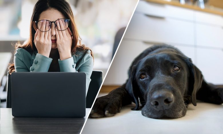 Split image showing a woman at her desk looking stressed and a black Labrador lying on the floor with a tired expression.