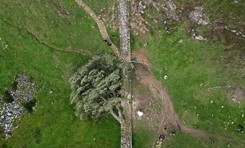 Men guilty of felling much-loved British 'Sycamore Gap' tree