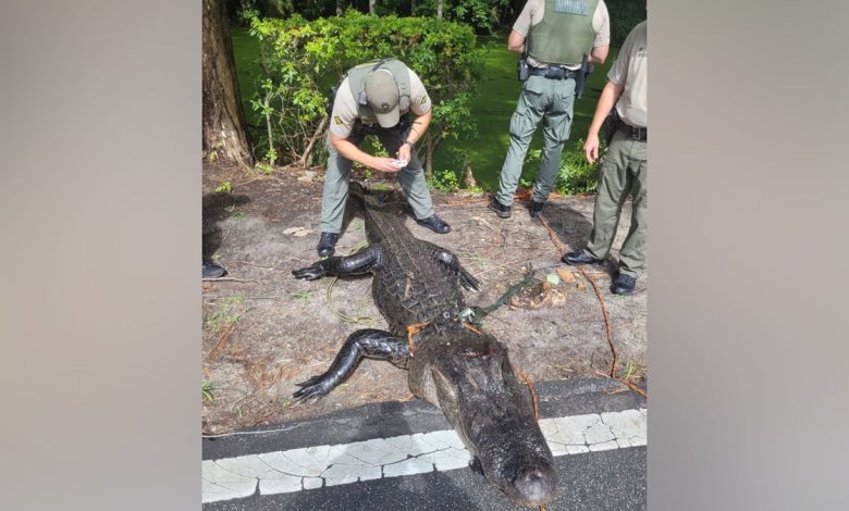 Police near the 12-foot alligator found in Lake Waccamaw
