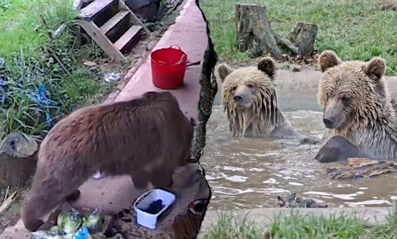 Young bears escape wildlife park enclosure, head straight for snacks