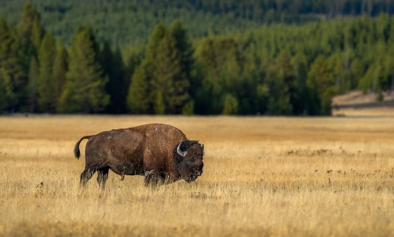 Bison in Yellowstone