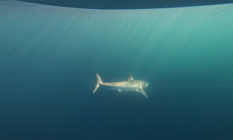 A massive great white shark is being tracked off the coast of Florida