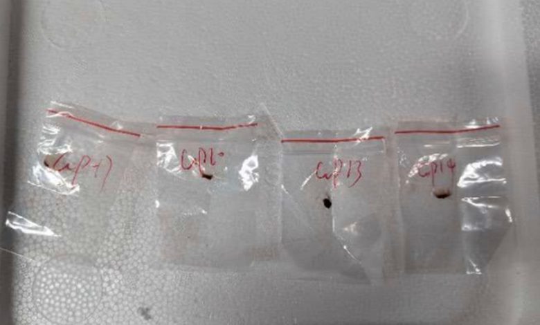 Baggies containing deadly fungus