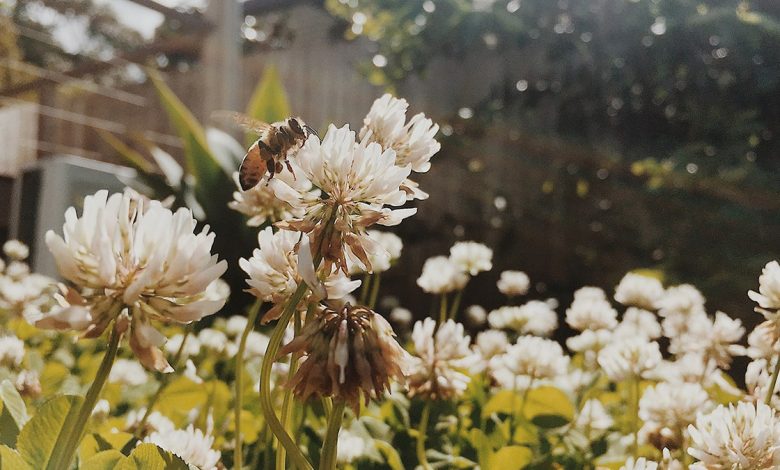 A closeup shot of a honeybee landing on a white flower in a sunlit garden.