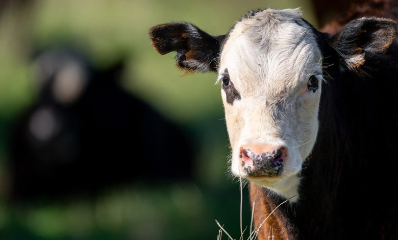 upset-cow