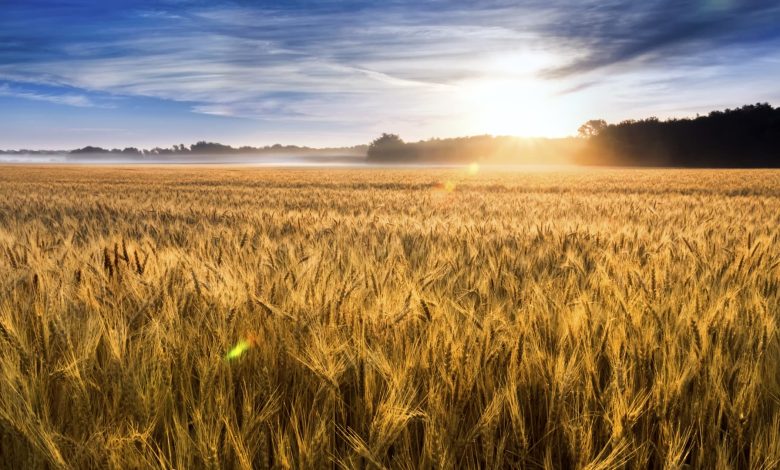 Bangladesh signs U.S. wheat-import deal in bid to curb tariff pressure