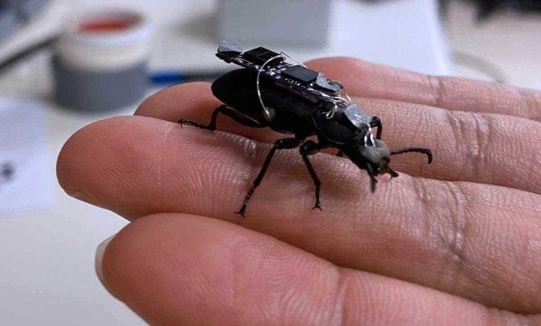 Cyborg beetles with tiny backpacks could locate survivors in disaster zones