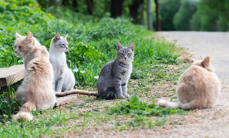 FILE PHOTO: Stray cats are pictured sitting on the roadside. 