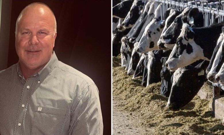 Brian McClain and an image of cows