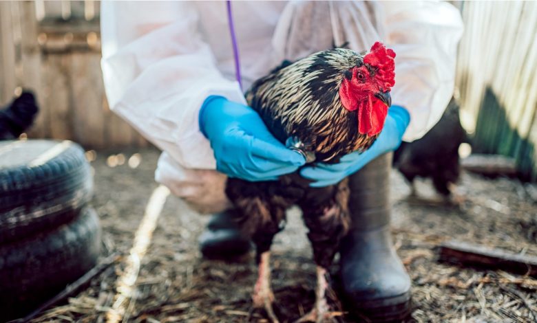 Handling chicken bird flu