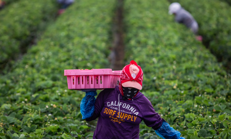 Migrant works in a field on a farm