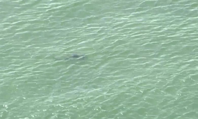 NYC shark
