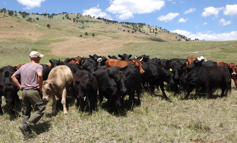 Cattle grazing in Colorado