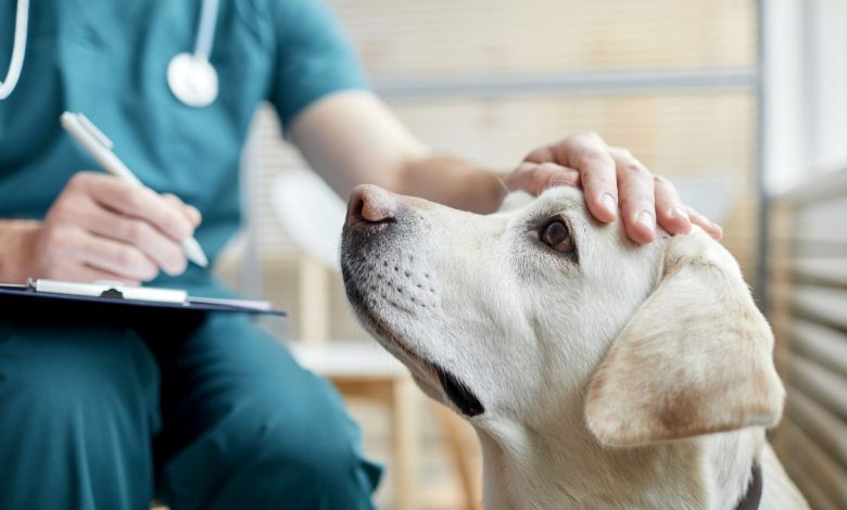 Technician petting dog